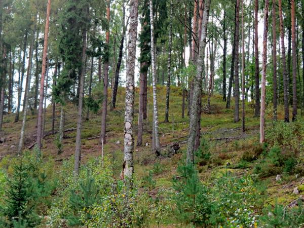 Sāvienas pilskalns. 13.09.2014. Julitas Klušas foto. Avots: https://dziedava.lv/daba/izveleta_daba.php?vt=12&fvip=2276