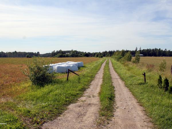1. attēls. Alkšņu iebraucamais ceļš, Rendas pagasts, Kuldīgas novads. 2022.g. 3.augusts. V.Grīviņa foto.