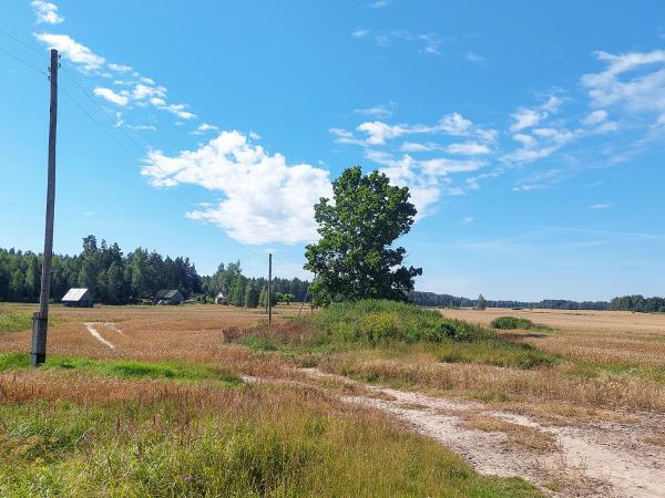 1. attēls. "Bitenieku" mājvieta. Rendas pag., Kuldīgas nov. 2022.g. 4.augusts. V.Grīviņa foto.