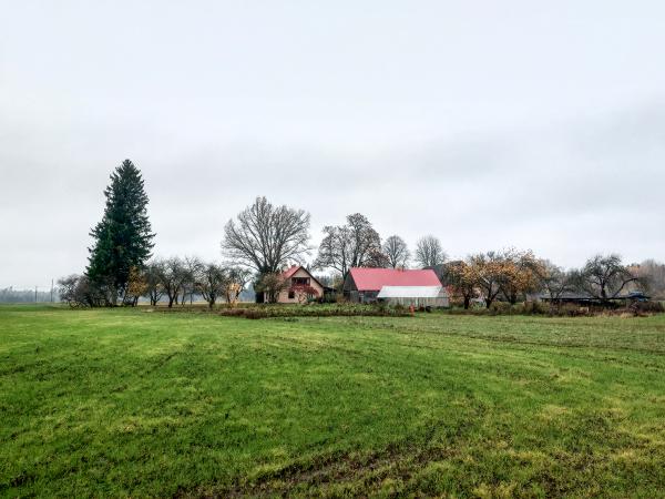1. attēls. "Bumbieri", Rendas pag., Kuldīgas nov. 2022.g. 29.oktobris. V.Grīviņa foto.