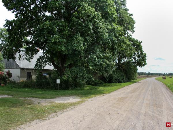 1. attēls. "Druviņas", Rendas pag., Kuldīgas nov. 2022.g. 6. augusts. V.Grīviņa foto.