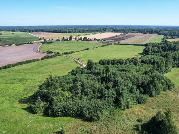 1. attēls. "Dūņu" mājvieta no DR. Rendas pag., Kuldīgas nov. 2022. g. 13. augusts. V. Grīviņa foto.