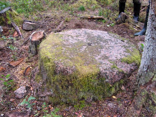 Dzirnakmens sagatave Oģēnu mežā. 2007.g. 20.septembris. D.Ozola foto.