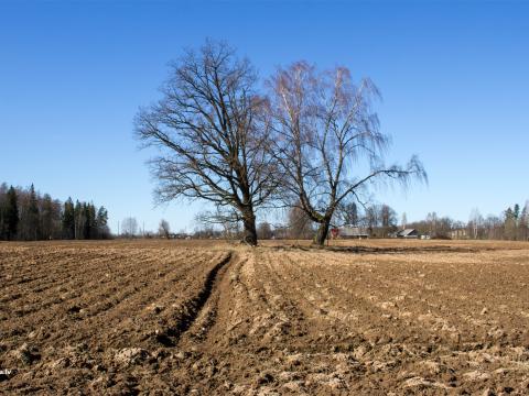 1. attēls. Karātavu kalniņš no DA. Valmieras novads, Kocēnu pag. 2020.g. 5. aprīlis. V.Grīviņa foto.